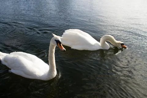 Swan in the river Stock Photos