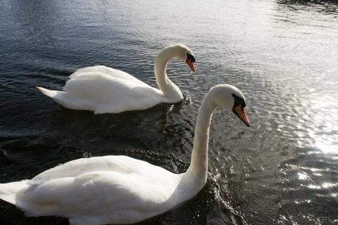 Swan in the river Stock Photos