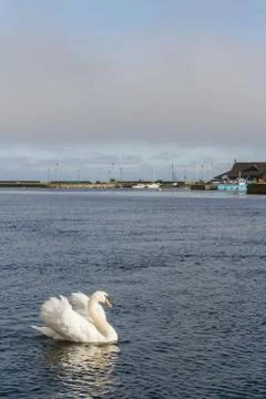 Swan in the river Stock Photos
