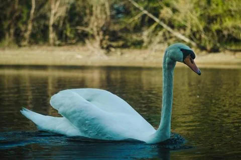 Swan on a river Stock Photos