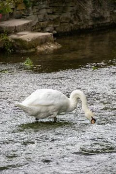 Swan in a river Stock Photos