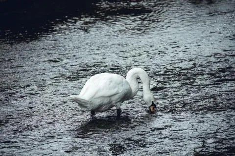 Swan in a river Stock Photos