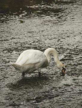 Swan in a river Stock Photos
