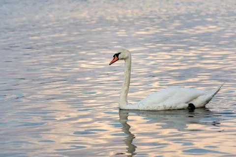 Swan on the river Stock Photos