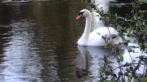 Swan on the river Severn Stock Footage 117548155