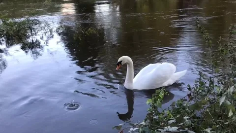 Swan on the river Severn Stock Footage 117548319