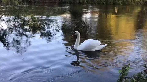 Swan on the river Severn Stock Footage 117548440