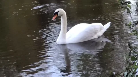 Swan on the river Severn Stock Footage 117548462