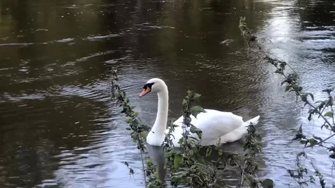 Swan on the river Severn Stock Footage 117548526