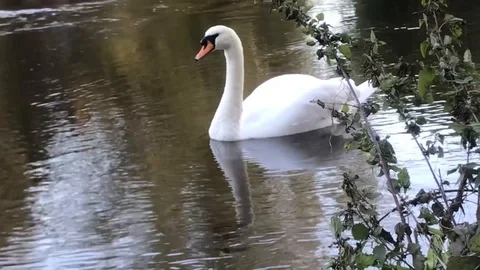 SWAN on the river Severn with reflection Stock Footage 117548430