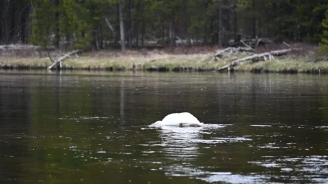 Swan in river slow motion Stock-Footage 312002208