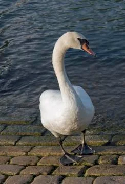 Swan riverside Stock Photos