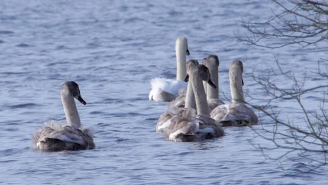 A Swan Road Trip Stock Footage 97855652
