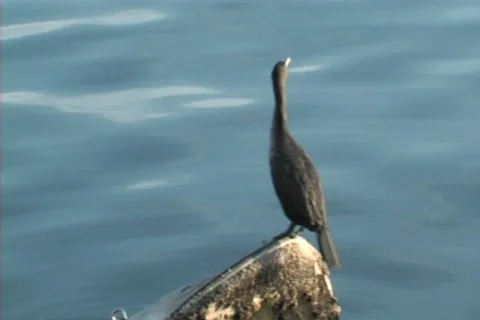 Swan on Rock Stock Footage 8540430