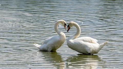 Swan romance Stock Photos