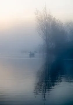 Swan in romantic setting Foto stock