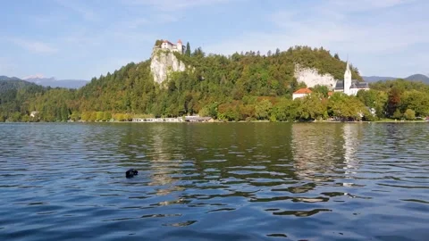Swan sails along the lake Bled at dawn Stock Footage 271302853