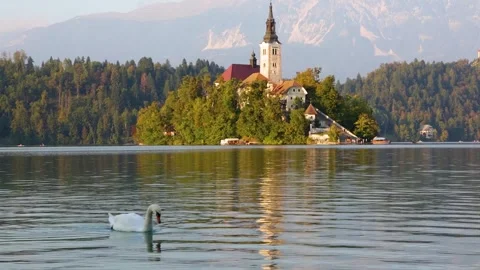 Swan sails along the lake Bled at dawn 库存影片 271302949