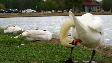 Swan Scatches Butt 库存影片 10886737