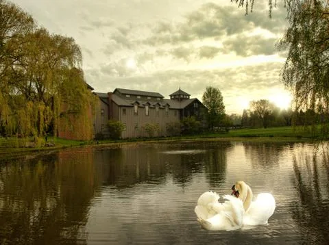 Swan scene Stock Photos