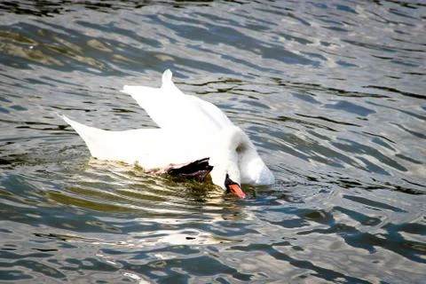 Swan scratch Stock Photos