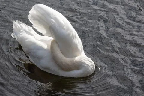 Swan scratching its back on a river Stock Photos