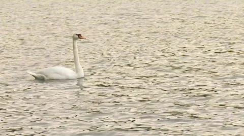 Swan In Sea Stock Footage 732380