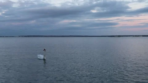 Swan in the sea Stock Footage 220715247