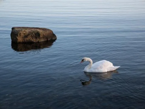 Swan at the sea Stock Photos