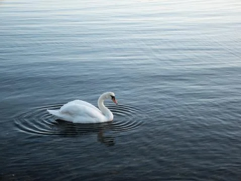 Swan at the sea Stock Photos