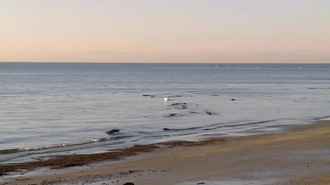 Swan in the sea on sunset Video stock 71208775