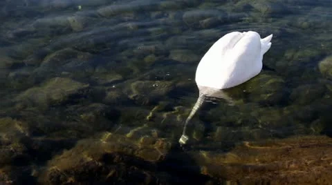 Swan Searching For Food On The Bottom Of The Lake Stock Footage