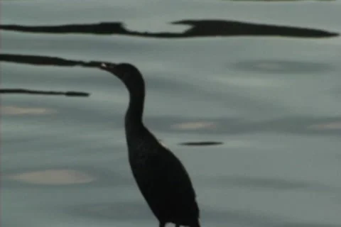 Swan in Shadow Stock Footage 8540425