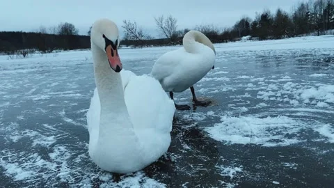 The swan is shivering from the cold Stock Footage 234310838