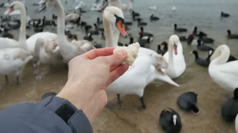Swan on the shore. Video stock 83538046