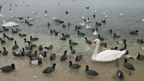 Swan on the shore. Video stock 83538234