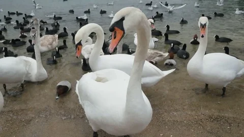 Swan on the shore. Stock Footage 83538534