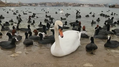 Swan on the shore. Video stock 83539545