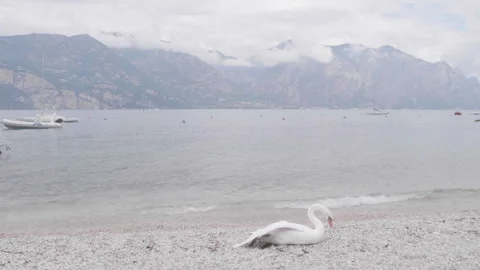 A swan on the shore of a grey overcast cloudy, Malcesine, Lake Garda, Italy Stock Footage 320842157