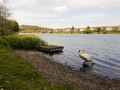Swan on the Shore Stock Photos