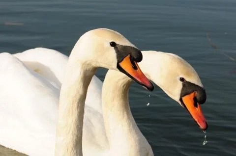 Swan siblings. Stock Photos
