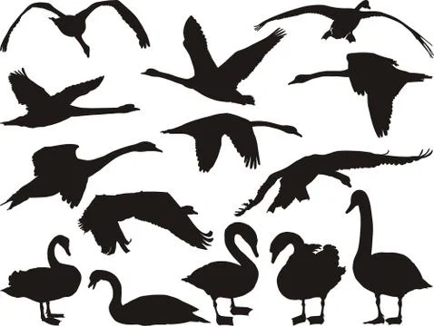 Swan Silhouette Stock Illustration