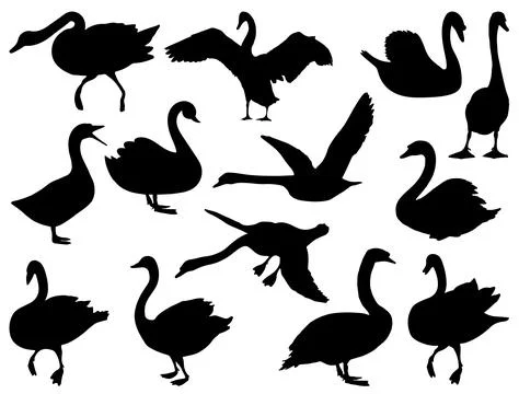 SWAN SILHOUETTE VECTOR ART Stock Illustration