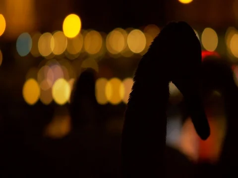 Swan silhouettes at night 库存影片 83616555