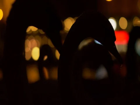 Swan silhouettes at night Video stock 83617333