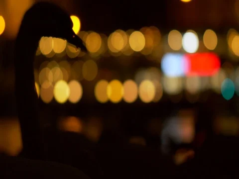 Swan silhouettes at night Stock Footage 83639733