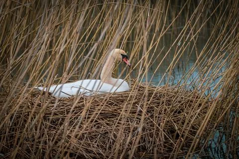 A swan sits brooding in its nest Stock Photos