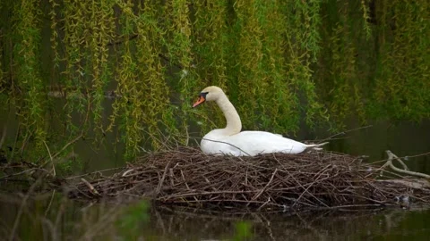 A swan sits in a nest on a pond. Stock Footage 153548184