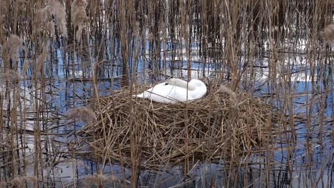 Swan sitting on the lake Stock Footage 247975745