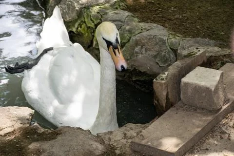 A swan sitting on a rock Stock Photos